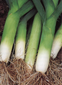 Heirloom Autumn Giant leek plants growing in a garden bed
