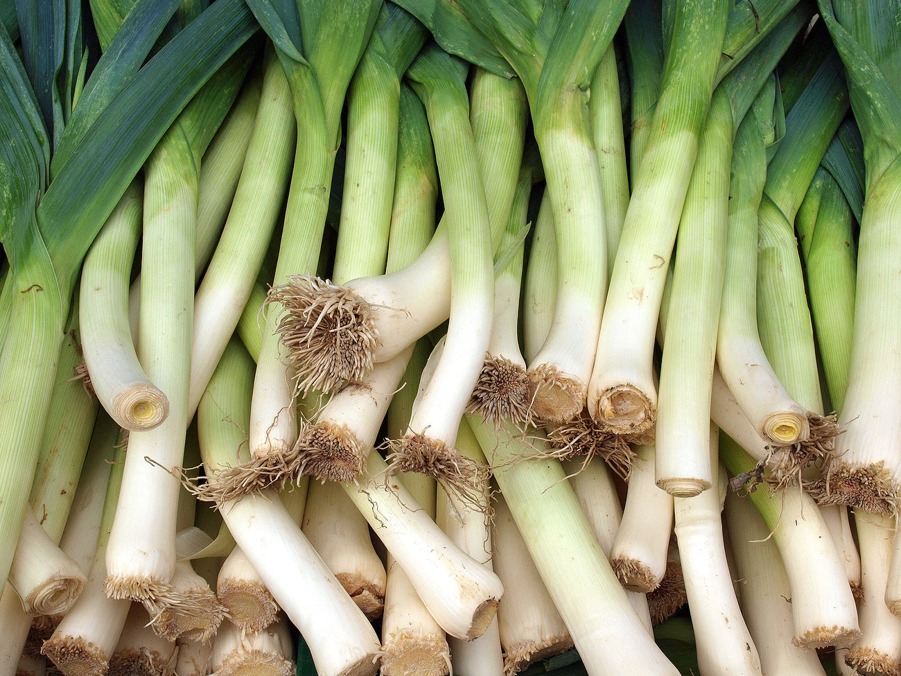 Autumn Giant leek onion seeds for home vegetable gardening