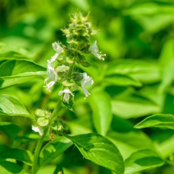 Lemon Basil Herb Seeds for Planting – Heirloom & Non-GMO Seeds with Ci