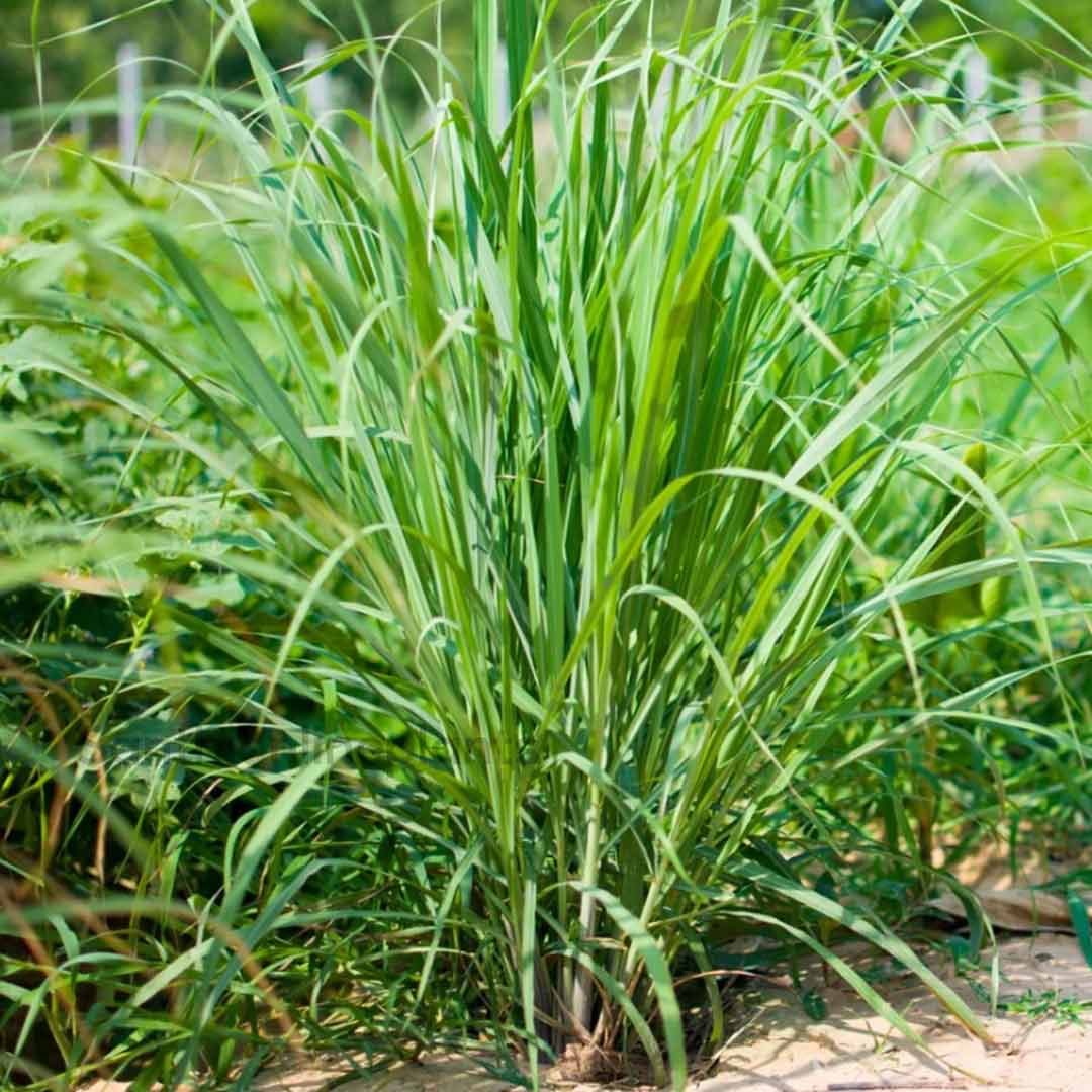 Cymbopogon schoenanthus (Indian Lemongrass)