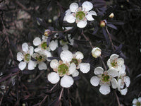 Heirloom Non-GMO Leptospermum Flower Seeds for Planting – Tea Tree Ornamental Garden Blooms
