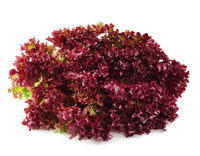 Red Lettuce Salad Bowl Seeds for Planting-Heirloom & Non-GMO Seeds for planting