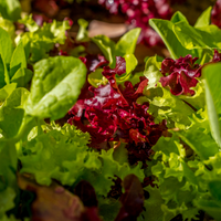 Indoor Lettuce Mix Seeds for Planting heirloom & Non-GMO Seeds
