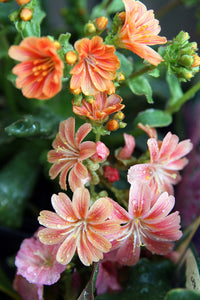Lewisia Cotyledon Flower Seeds for Planting, 100 pcs
