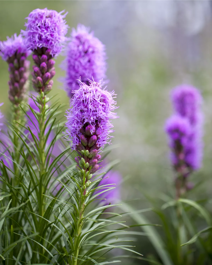 Heirloom Prachtscharte Flower Seeds, Non-GMO Blazing Star Blooms for Pollinator-Friendly Garden Planting