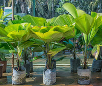 Close-up of lush green Licuala Grandis fan-shaped foliage.

