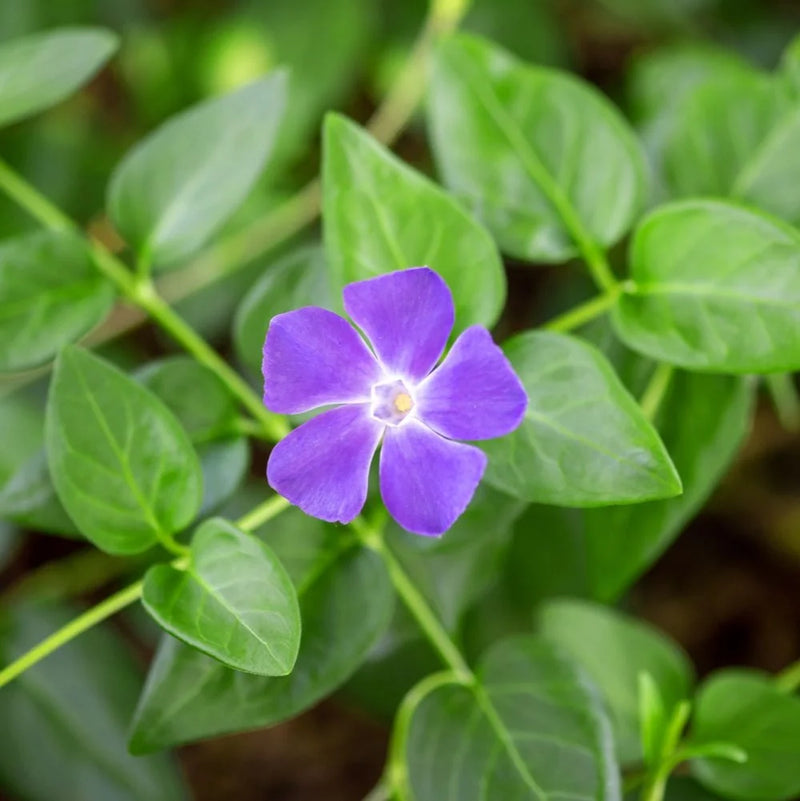 Vinca Periwinkle Flower Seeds for Planting ,Heirloom Seeds
