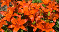 Heirloom Lilium Flower Seeds, Non-GMO Elegant Lily Blooms for Garden Planting