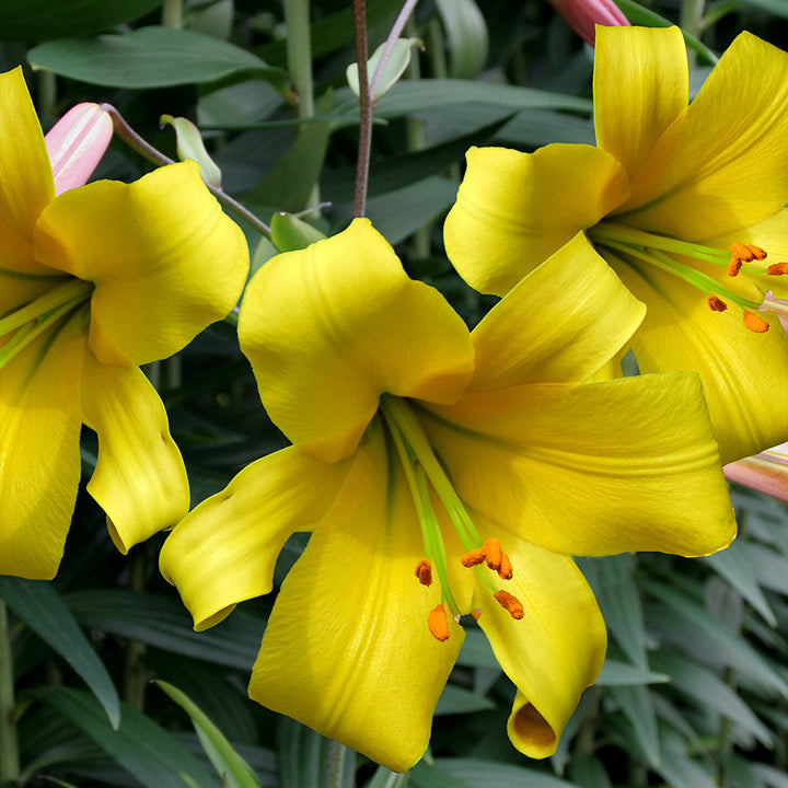 Heirloom Hippeastrum Flower Seeds for Planting 100 pcs