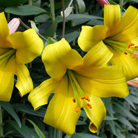 Heirloom Hippeastrum Flower Seeds for Planting 100 pcs