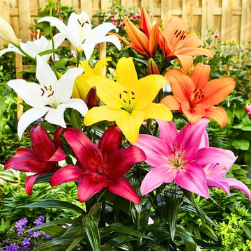 Hardy perennial lily plants with large colorful blooms in a garden.
