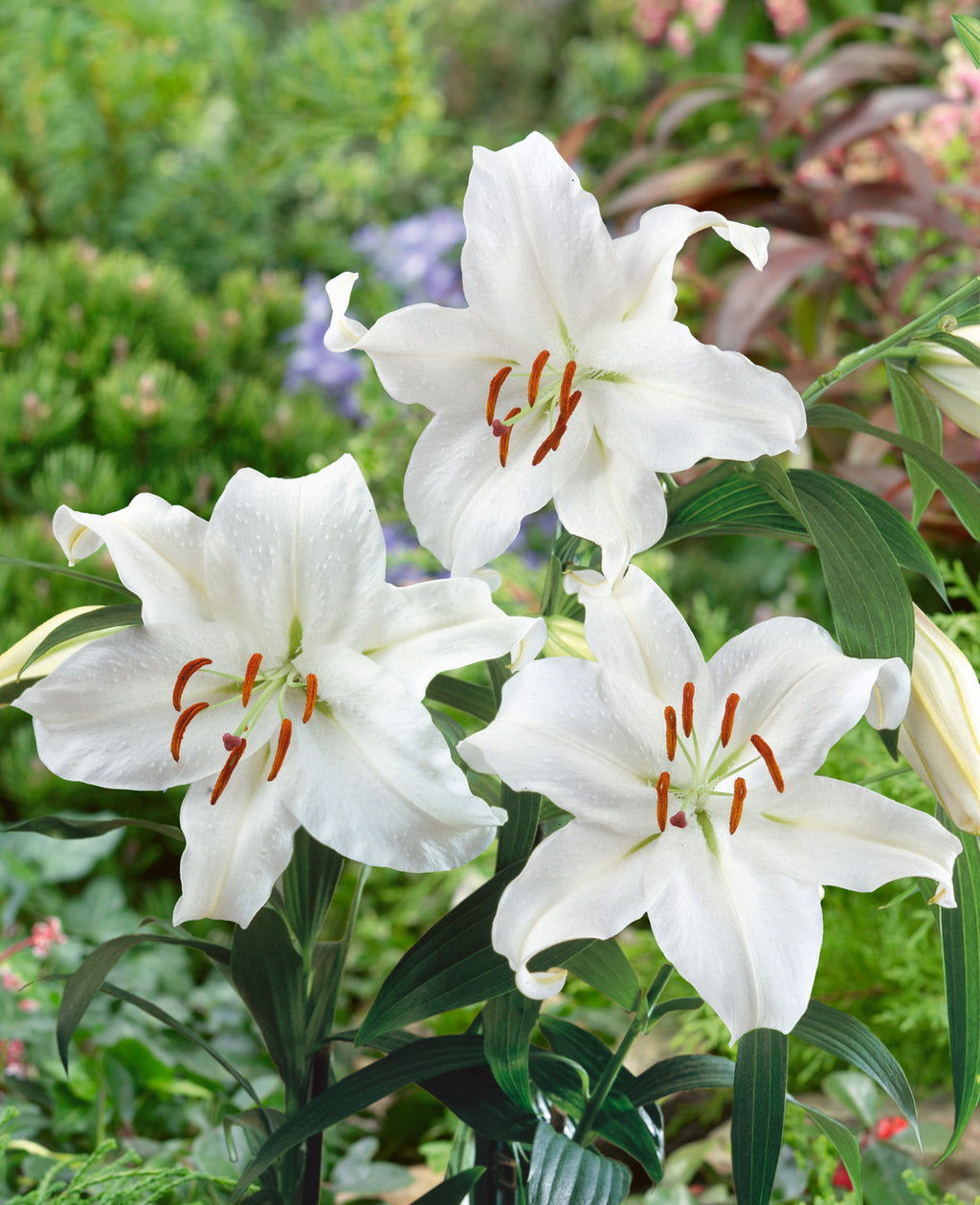 Casa Blanca Flower Seeds for Planting - NON GMO Seeds