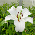 Casa Blanca Flower Seeds for Planting - NON GMO Seeds