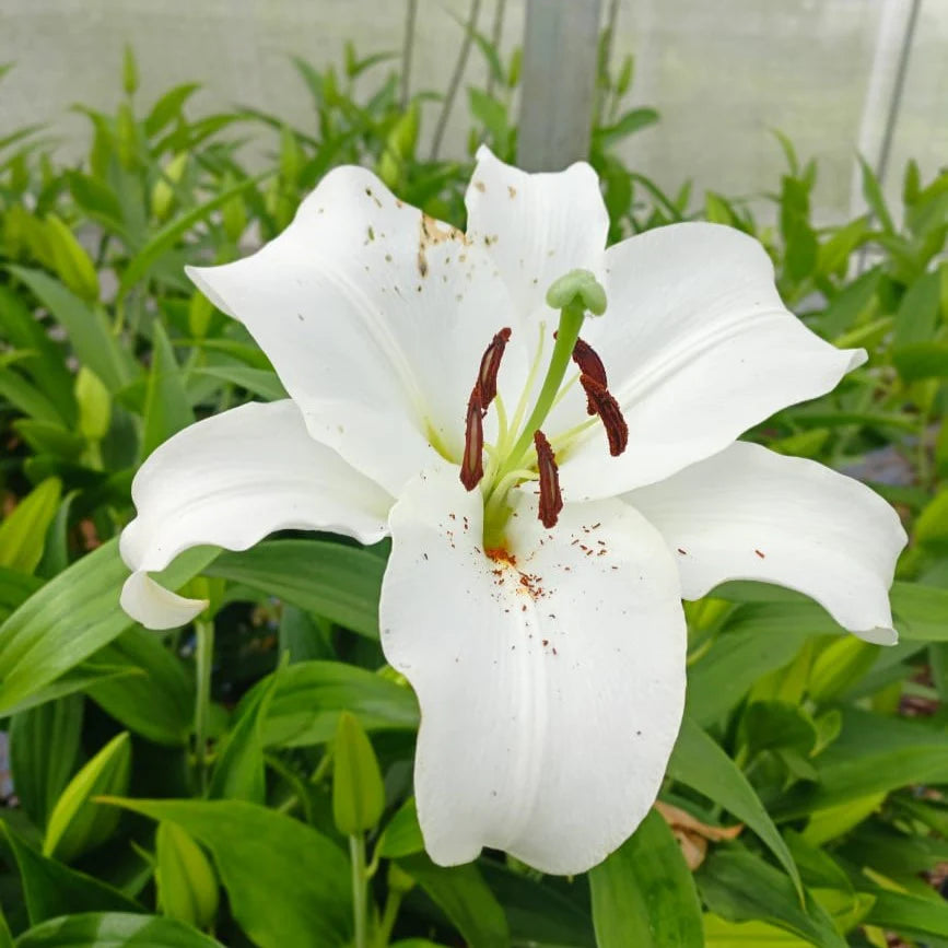 Casa Blanca Flower Seeds for Planting - NON GMO Seeds