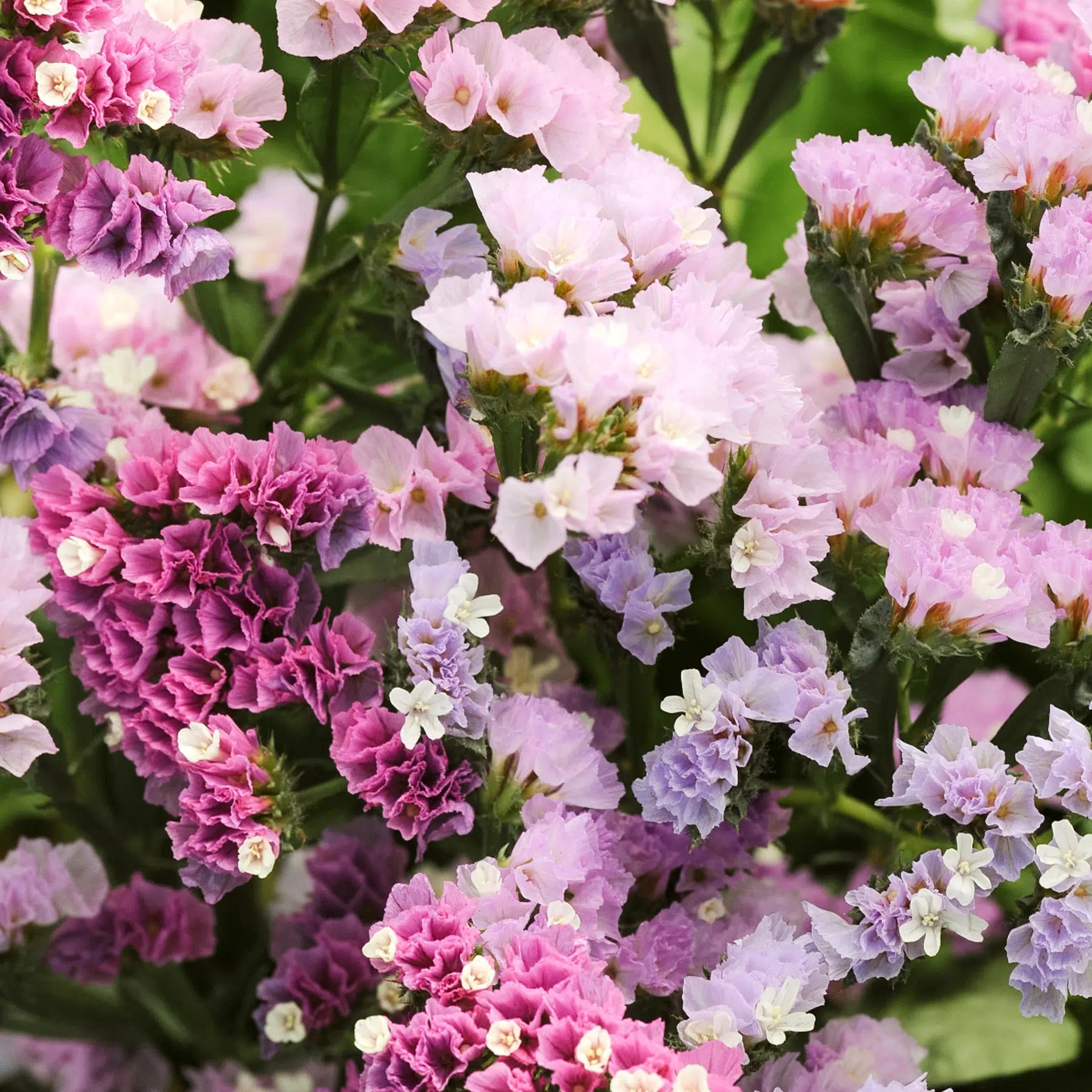 Heirloom Non-GMO Limonium Flower Seeds for Planting – Long-Lasting Cut Flower Seeds
