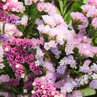 Heirloom Non-GMO Limonium Flower Seeds for Planting – Long-Lasting Cut Flower Seeds