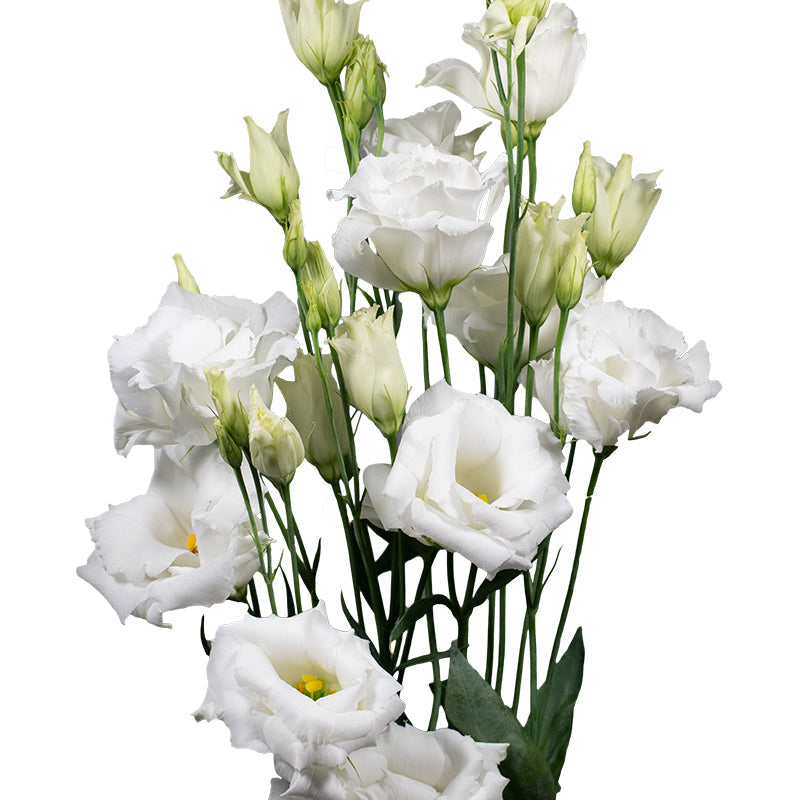 White Lisianthus Echo Flower Seeds for Planting - Heirloom, NON-GMO Seeds - Garden Blooms & Cut Flowers - Lisianthus for planting in home garden