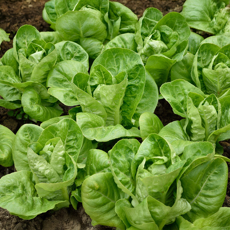 Little Gem Lettuce Seeds