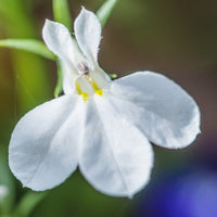 Lobelia Pendula White Lady Cascade Flower Seeds for Planting - N0N GMO Seeds
