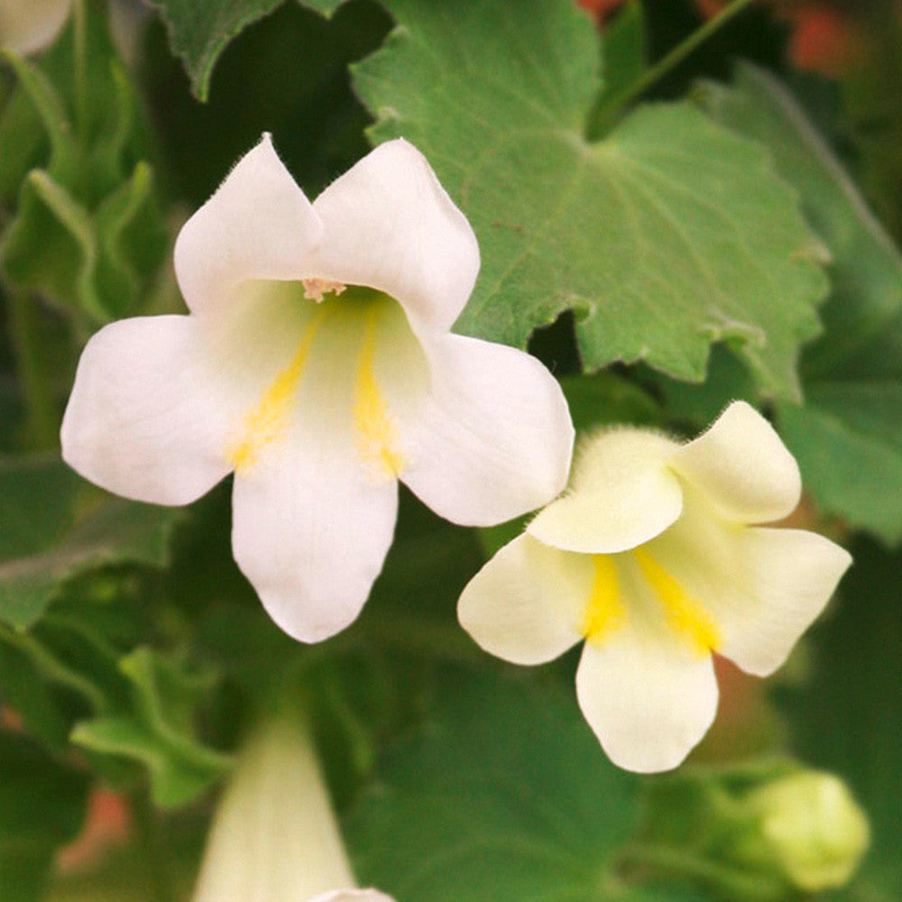 Maurandya White Lophospermum Flower Seeds for Planting-Heirloom & Non-GMO Seeds for planting