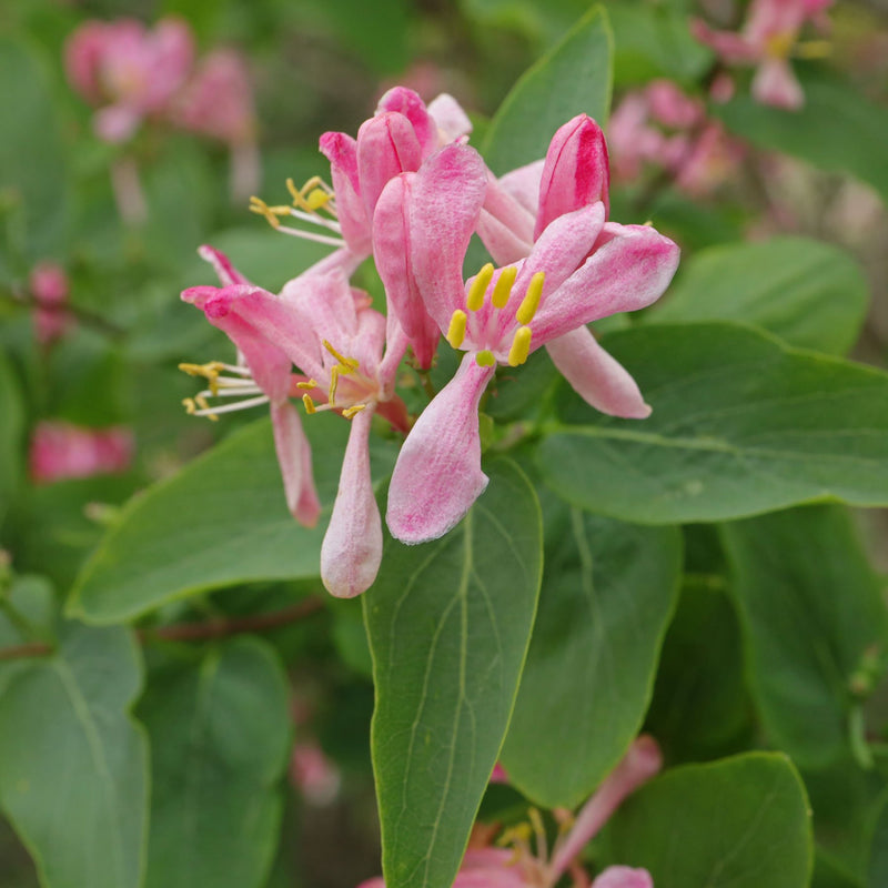 Lonicera Tatarica Flower Seeds, Heirloom, Non-GMO Seeds for Planting