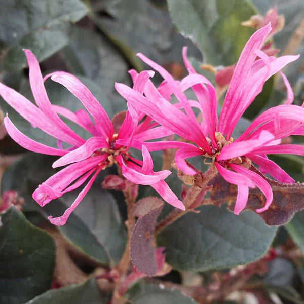 Red Loropetalum Flower Seeds for Planting - NON GMO Seeds