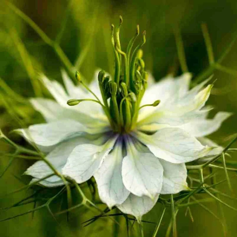 White Autumn Flower Seeds for Planting - 100 pcs seeds for planting in home garden