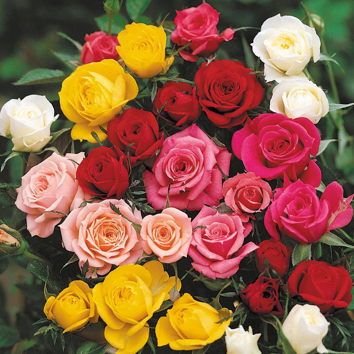 Rose Tree Flower Seeds for Planting – Non-GMO, Heirloom Garden Seeds for Vibrant Growth