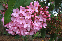 Luculia Gratissima Flower Seeds â€“ Fragrant Pink Blooms for Garden & Balcony Planting