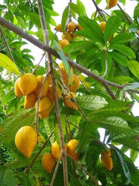 Lucuma fruit tree growing in a tropical garden landscape