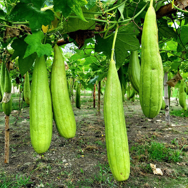 Luffa Gourd Seeds for Planting heirloom & Non-GMO Seeds