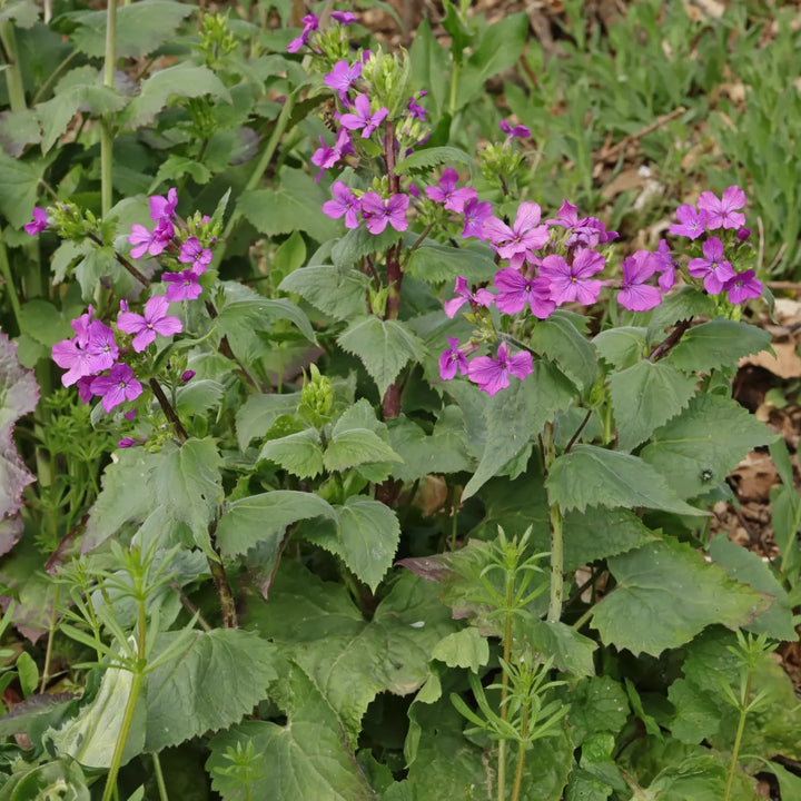 Heirloom Lunaria Annua Flower Seeds, Non-GMO Silver Dollar Blooms for Unique Garden Planting