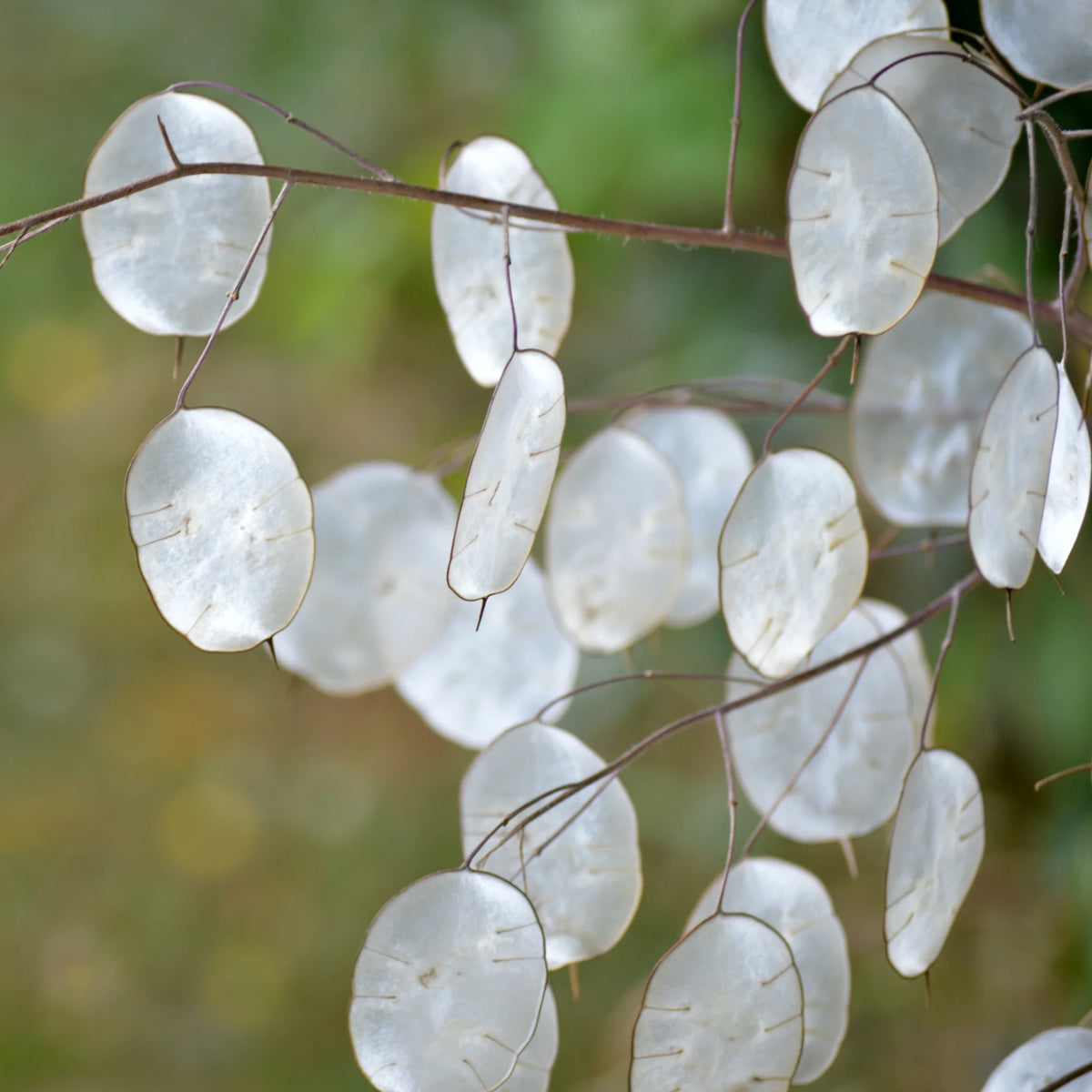 Lunaria annua biennial flowers growing in a garden