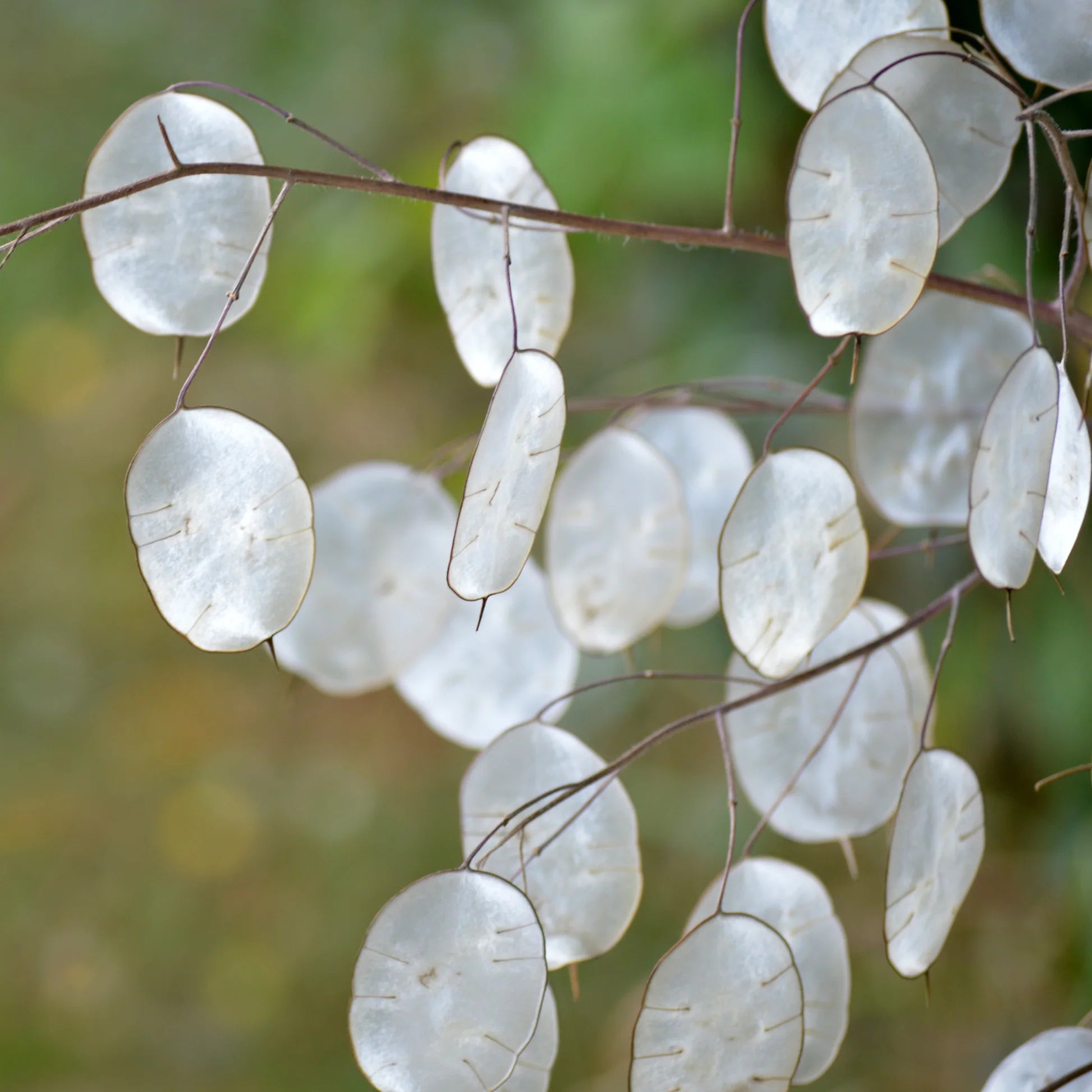 Lunaria annua biennial flowers growing in a garden