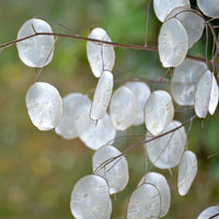 Lunaria annua biennial flowers growing in a garden
