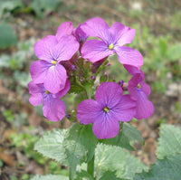 Heirloom Lunaria Annua Flower Seeds, Non-GMO Silver Dollar Blooms for Unique Garden Planting for planting in home garden