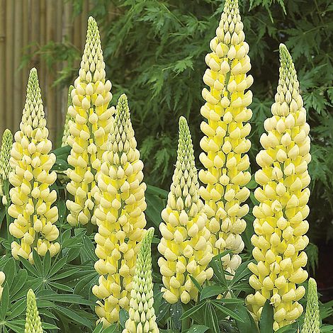 Yellow Lupine Flower Seeds for Planting – Heirloom, Non-GMO Garden Seeds