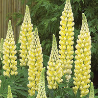 Yellow Lupine Flower Seeds for Planting ƒ?? Heirloom, Non-GMO Garden Seeds for planting in your garden.
