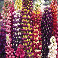 Lupine Flower Seeds for Planting, Heirloom, Non-GMO, 100 pcs