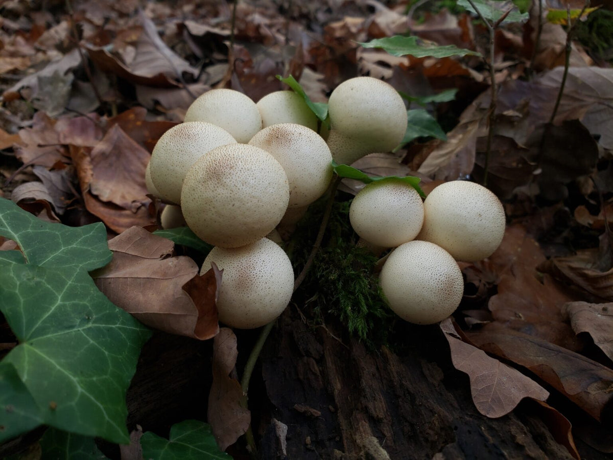 Puffball Mushroom Vegetable Seeds for Planting heirloom & Non-GMO Seeds