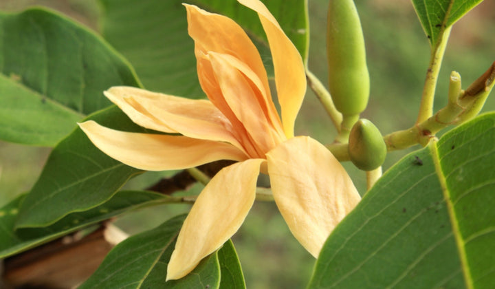 Champaca Flower Seeds for Planting - NON GMO Seeds
