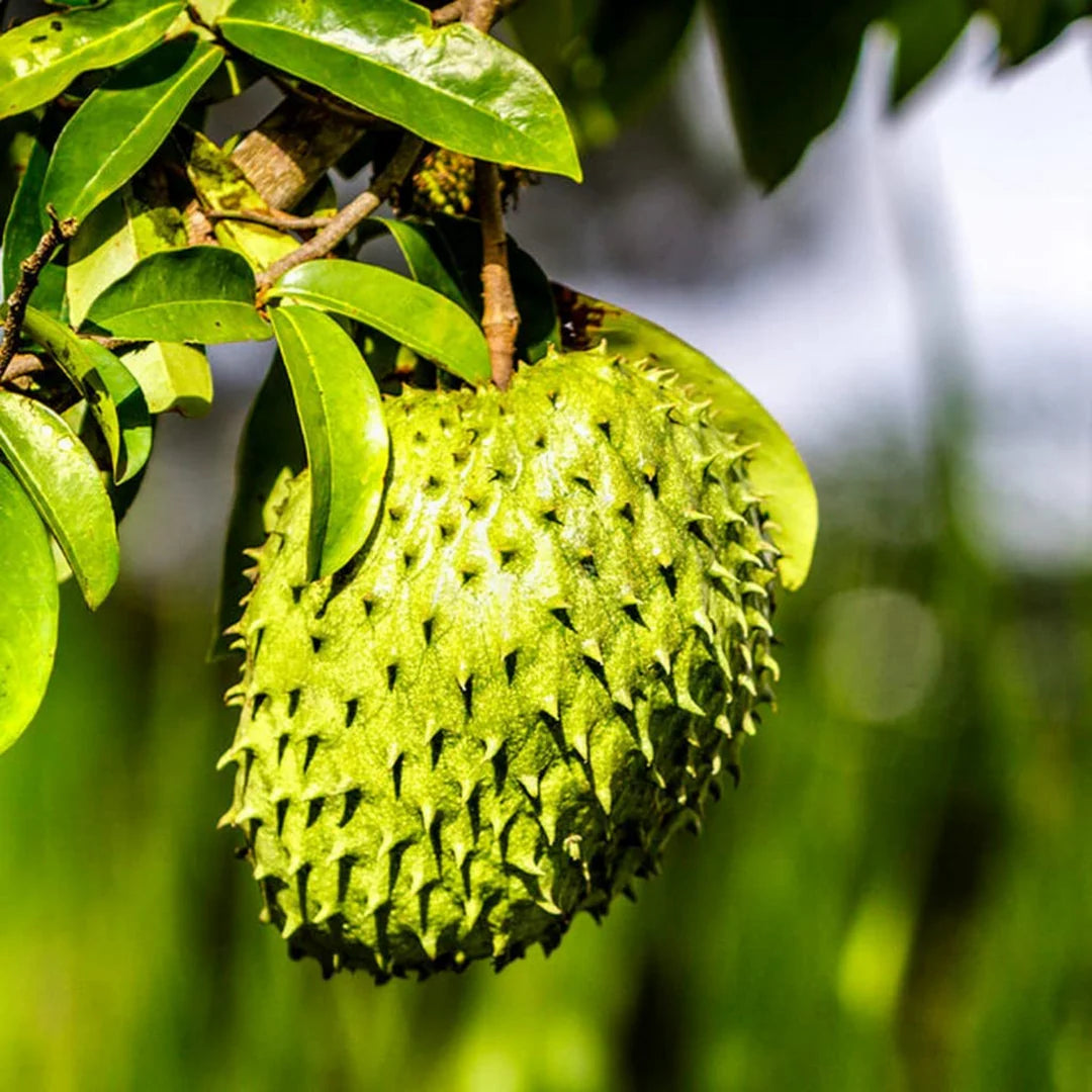 Tropical soursop tree thriving in a sunny garden landscape.
