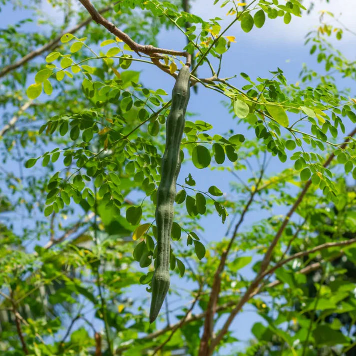 Drumstick Vegetable Seeds