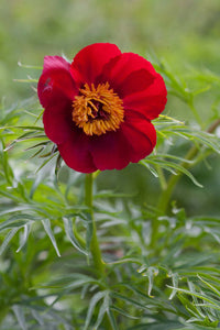 Paeonia Tenuifolia Flower Seeds for Planting NON GMO Seeds