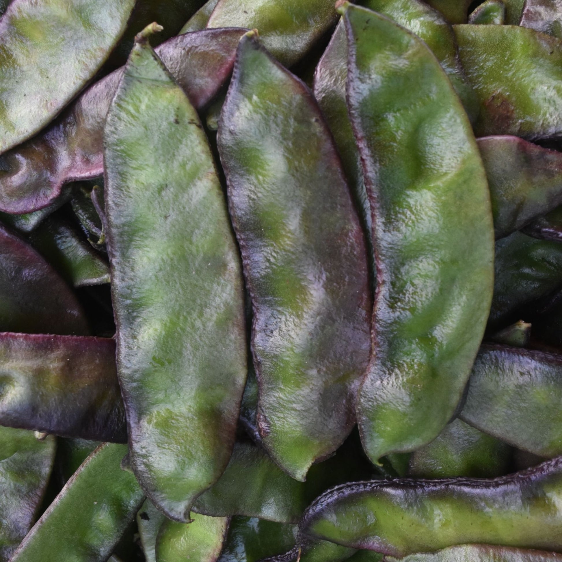 Heirloom Purple Hyacinth Bean Seeds for Planting heirloom & Non-GMO Seeds