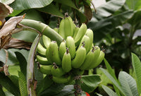 Green Plantn Plant Seeds for Planting-Nutritional and Tropical Gardens ? Fresh Herb for Your Garden