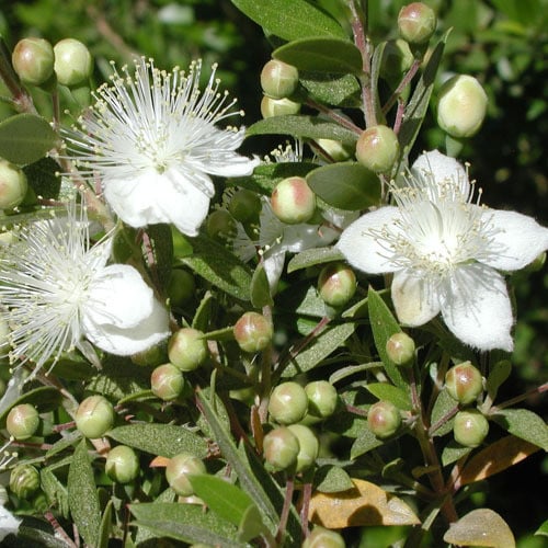 Greek Myrtle Plant Seeds (Myrtus communis) ? Aromatic Evergreen Shrub,