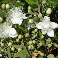 Greek Myrtle Plant Seeds (Myrtus communis) ? Aromatic Evergreen Shrub,