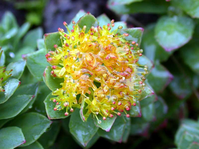 Rhodiola Rosea Flower Seeds for Planting – Non-GMO, Heirloom Medicinal Herb Seeds