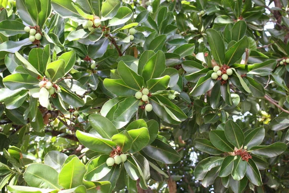 Macadamia integrifolia tree growing in a tropical garden landscape